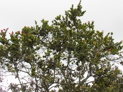 Xylosma spiculifera