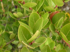 Xylosma spiculifera