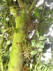 Xylosma spiculifera