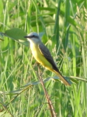 Tyrannus albogularis