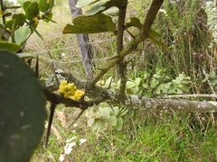 Xylosma spiculifera
