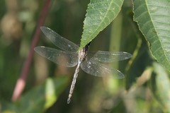 Rhionaeschna multicolor