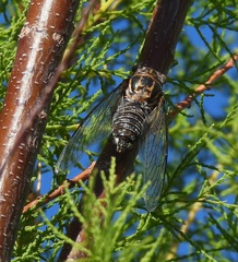 Diceroprocta eugraphica