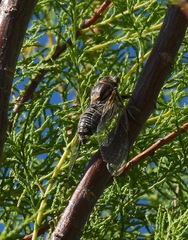 Diceroprocta eugraphica