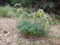 Artemisia scopulorum