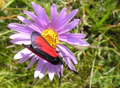 Zygaena minos
