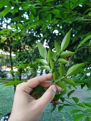 Swartzia