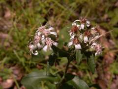 Sericocarpus asteroides