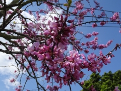 Cercis siliquastrum
