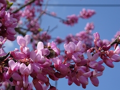Cercis siliquastrum
