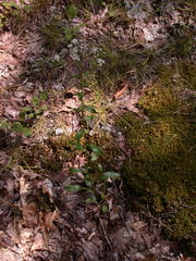 Sericocarpus asteroides