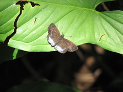 Pythonides proxenus