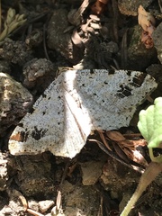 Macaria notata