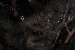 Corasoides australis