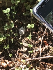 Macaria notata
