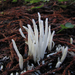 Clavaria - Photo (c) randomtruth, some rights reserved (CC BY-NC-SA)