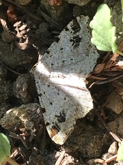Macaria notata