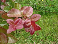 Xylosma spiculifera