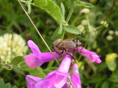 Apis mellifera caucasia