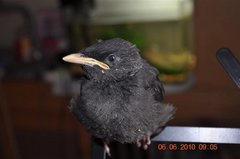 Acridotheres cristatellus