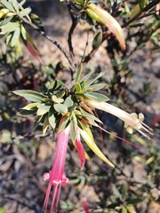 Styphelia triflora