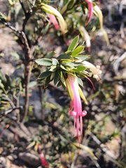 Styphelia triflora