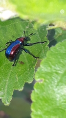 Pilolabus viridans