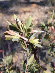 Styphelia triflora