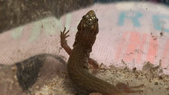 Xantusia vigilis