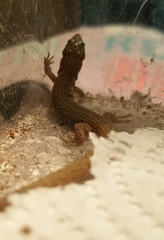 Xantusia vigilis