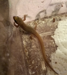 Xantusia vigilis