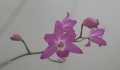 Laelia