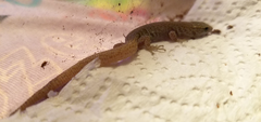 Xantusia vigilis