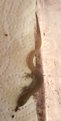 Xantusia vigilis