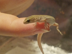 Xantusia vigilis