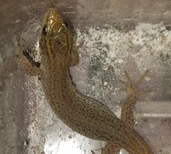 Xantusia vigilis