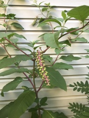Phytolacca americana