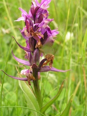 Dactylorhiza euxina