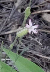 Silene verecunda
