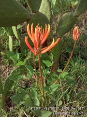 Erythrina leptorhiza
