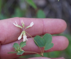 Trifolium breweri