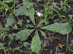 Elytraria caroliniensis