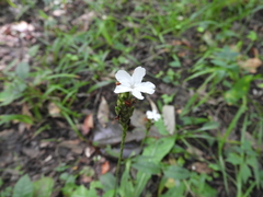 Elytraria caroliniensis