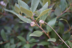 Quercus vacciniifolia