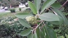 Magnoliales