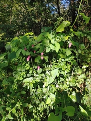 Clematis glaucophylla