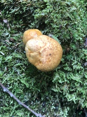 Suillus subaureus