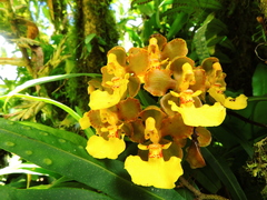 Trichocentrum bicallosum