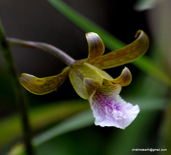 Eulophia epidendraea
