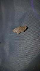 Idaea subsaturata